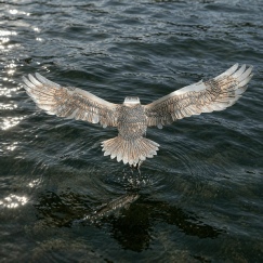 Fish Eagle imagined over water